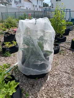 Garden 2